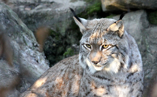 découvrez les caractéristiques fascinantes du lynx, un grand félin emblématique, et explorez son habitat naturel unique. apprenez-en plus sur ses adaptations, son comportement et son rôle crucial dans l'écosystème.